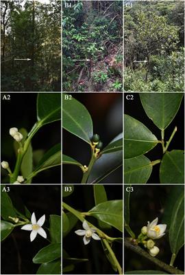 Fortunella venosa (Champ. ex Benth.) C. C. Huang and F. hindsii (Champ. ex Benth.) Swingle as Independent Species: Evidence From Morphology and Molecular Systematics and Taxonomic Revision of Fortunella (Rutaceae)